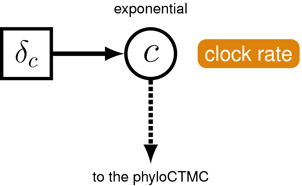 molecular clock